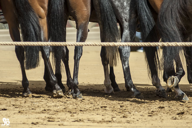 Palio 2 luglio, l’elenco dei cavalli ammessi alle prove regolamentate e alla Tratta