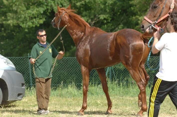 Uscito l’elenco dei 102 cavalli iscritti alle previsite per il Palio di luglio