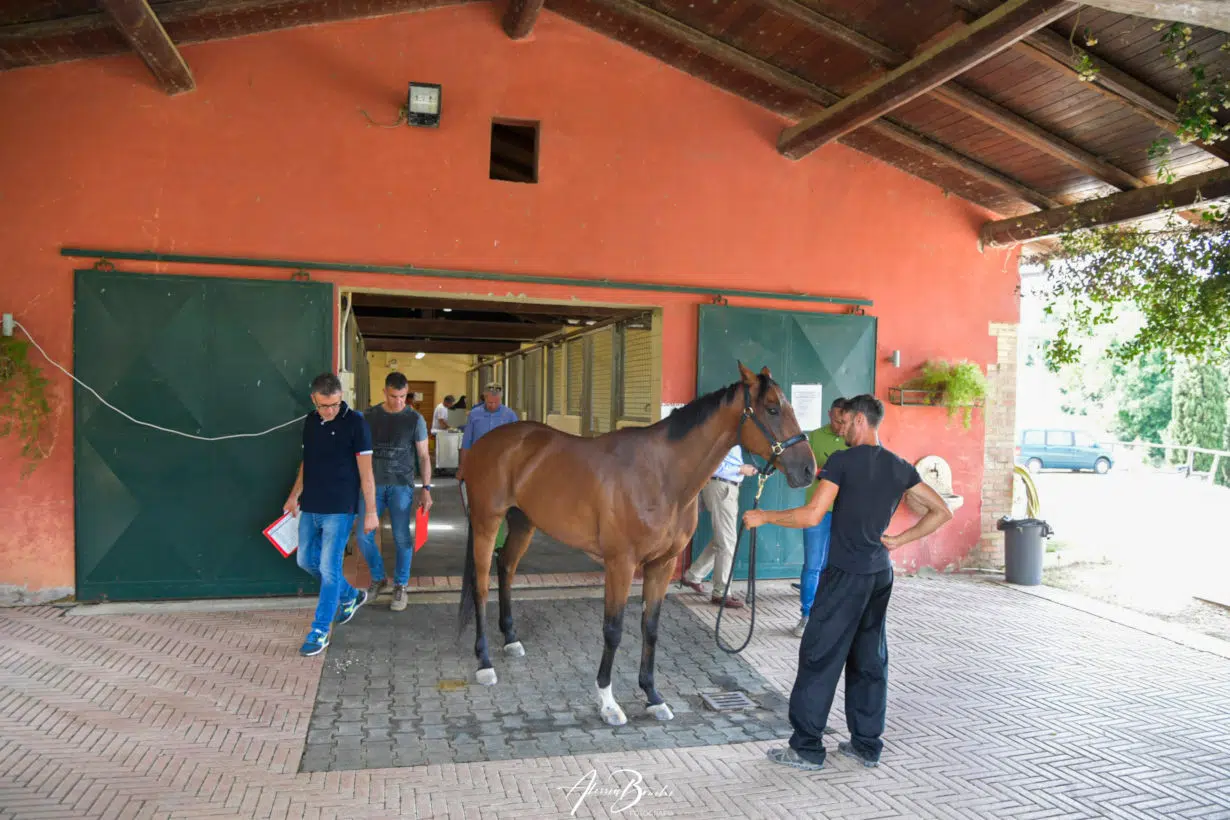 Previsite, 142 cavalli visionati al Ceppo. I veterinari: “Buon livello complessivo”