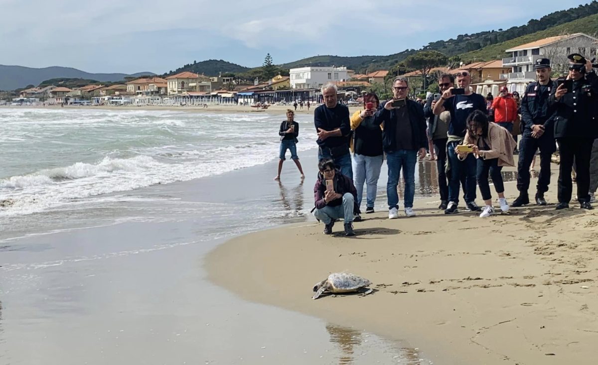 Castiglione della Pescaia: torna in mare Rocco, la tartaruga caretta caretta rimasta impigliata nelle reti di un peschereccio