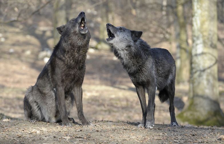 Danni da predazione, la Toscana usa le carcasse per aiutare gli allevatori, Cia: “Ok la proposta ma va rivista la gestione degli animali”