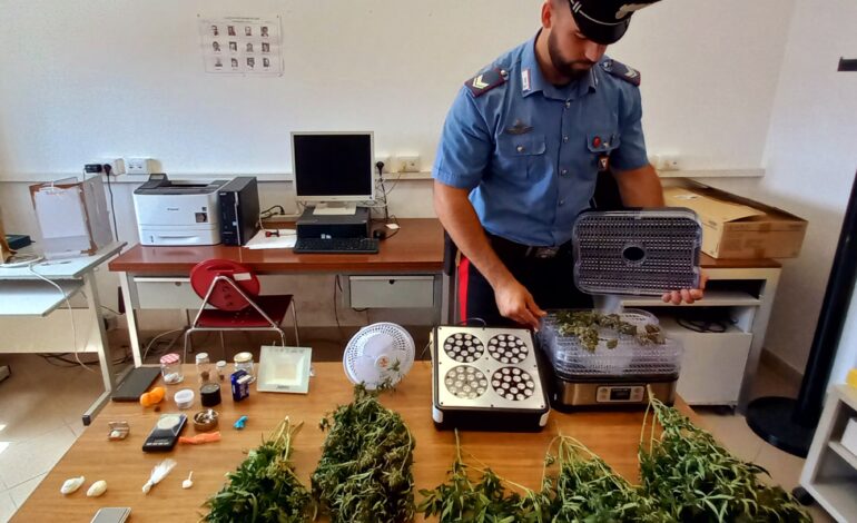 Beccati con la droga ed una serra di marijuana in casa: denunciati