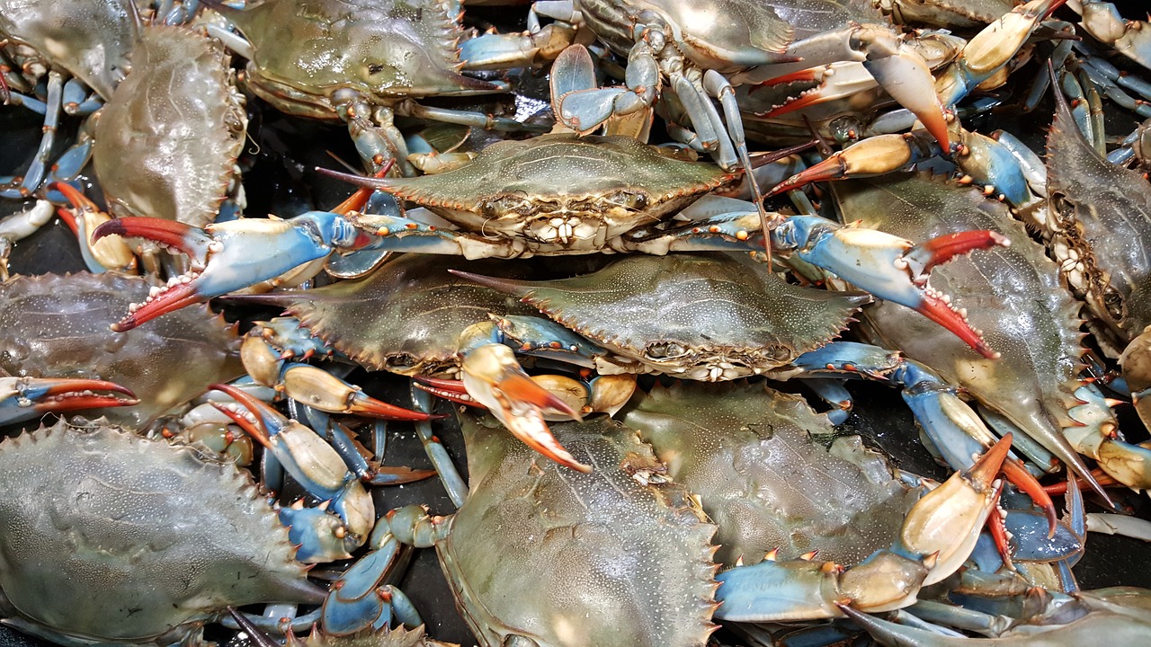 Granchio blu, da minaccia a risorsa, Marsili: “Non è contaminato, mangiamolo per aiutare i nostri pescatori”