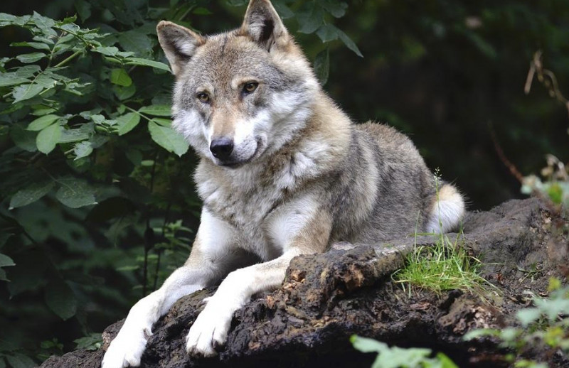 Lupo, dal Pd proposta di legge per salvaguarda la specie e risarcire le imprese