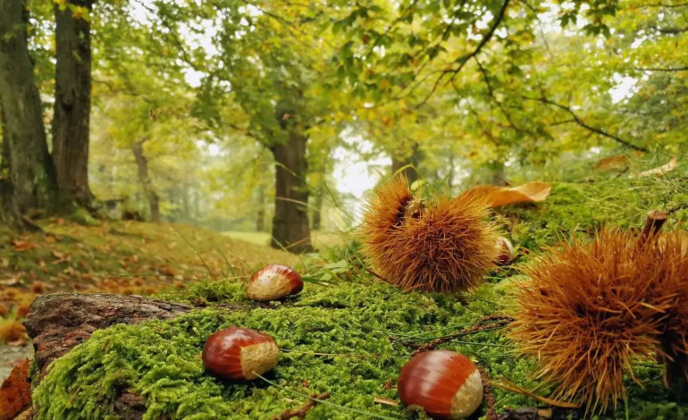 Tutte le lingue del mondo raccontano le castagne toscane: l’ateneo di Siena protagonista di un progetto di turismo slow