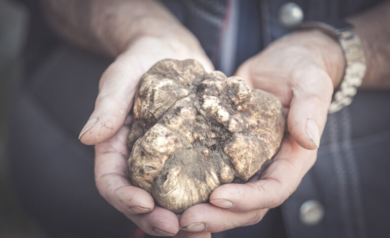 San Giovanni d’Asso, iI tartufo bianco cerca il rilancio dopo un 2022 difficile. A Liliana Segre il premio per la pace