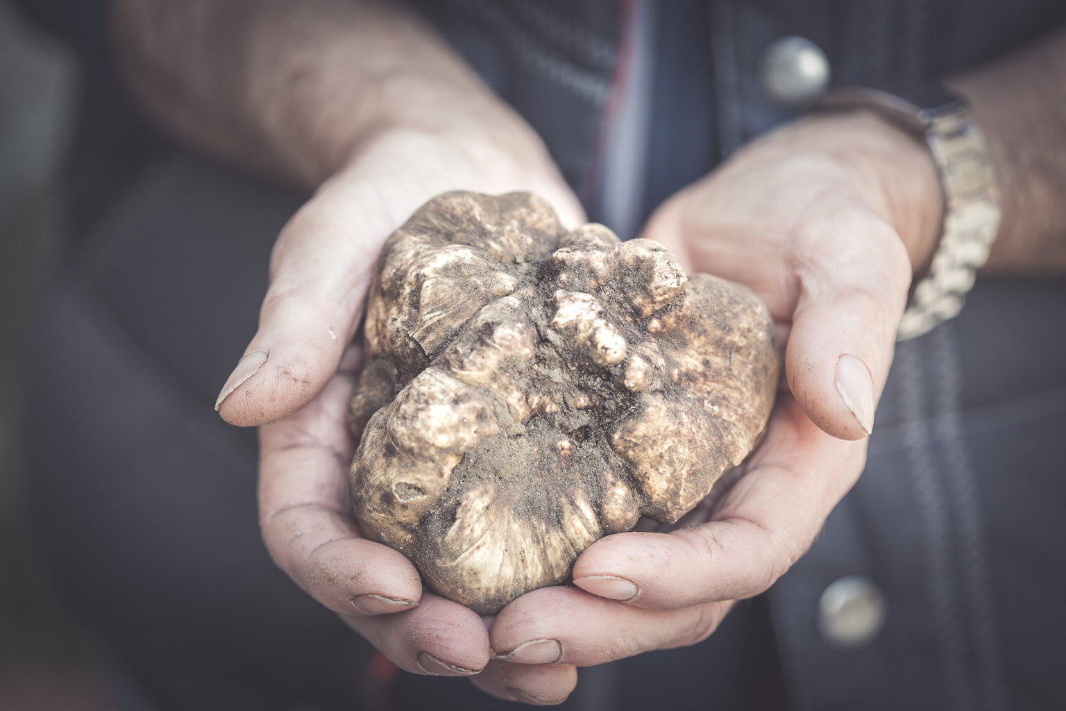 San Giovanni d’Asso, iI tartufo bianco cerca il rilancio dopo un 2022 difficile. A Liliana Segre il premio per la pace