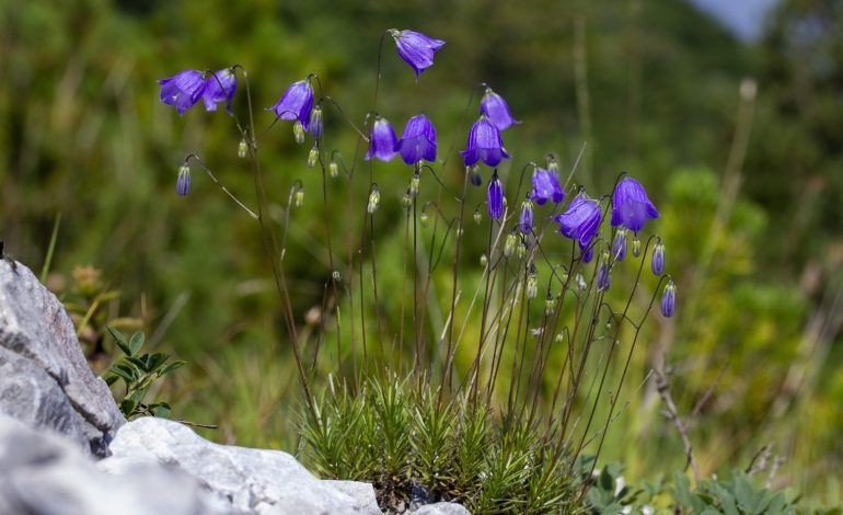 Un fiore mai visto prima è sbocciato sulle Prealpi bergamasche: l’Università di Siena protagonista della scoperta