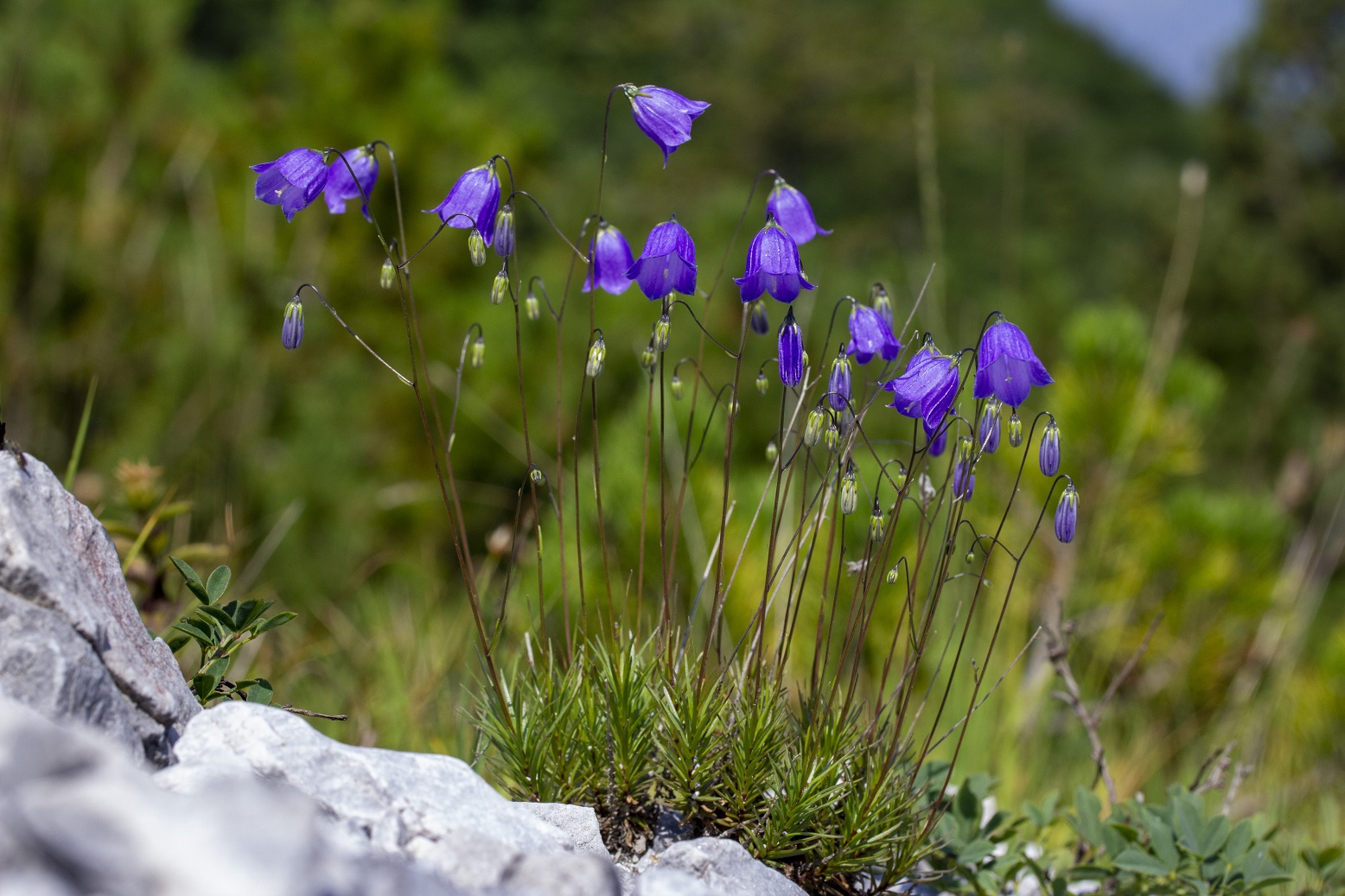 Un fiore mai visto prima è sbocciato sulle Prealpi bergamasche: l’Università di Siena protagonista della scoperta