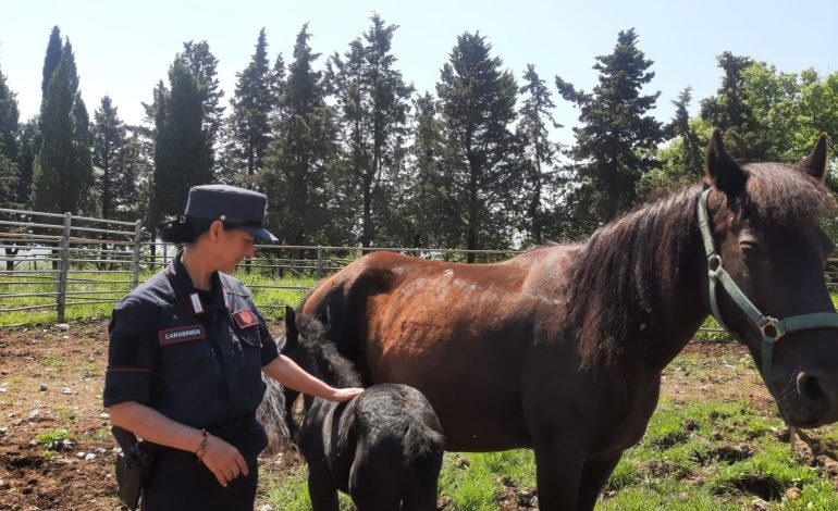 Un cavallo per la piccola Iris: i carabinieri biodiversità Siena donano l’animale alla bambina affetta da un tumore aggressivo