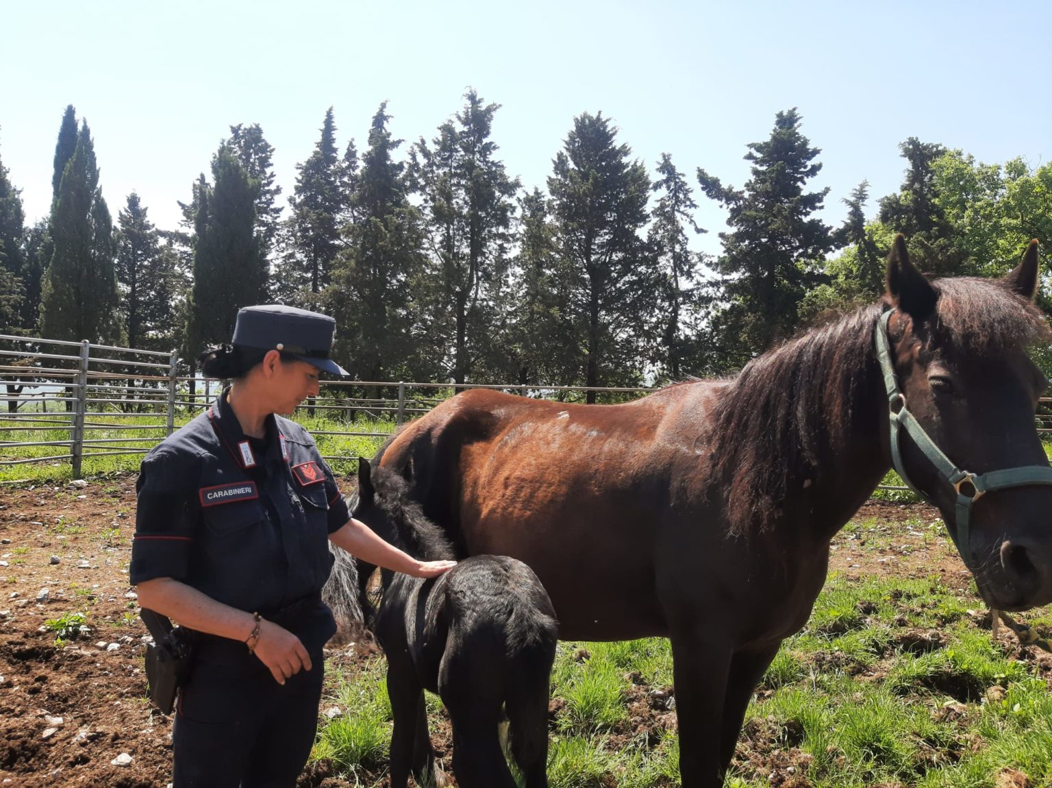 Un cavallo per la piccola Iris: i carabinieri biodiversità Siena donano l’animale alla bambina affetta da un tumore aggressivo