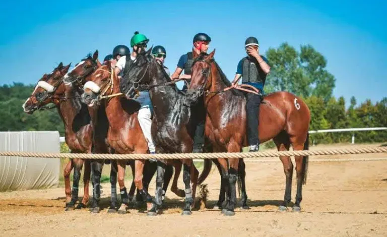 Cavalli da Palio, martedì 16 aprile lavori di addestramento a Mociano