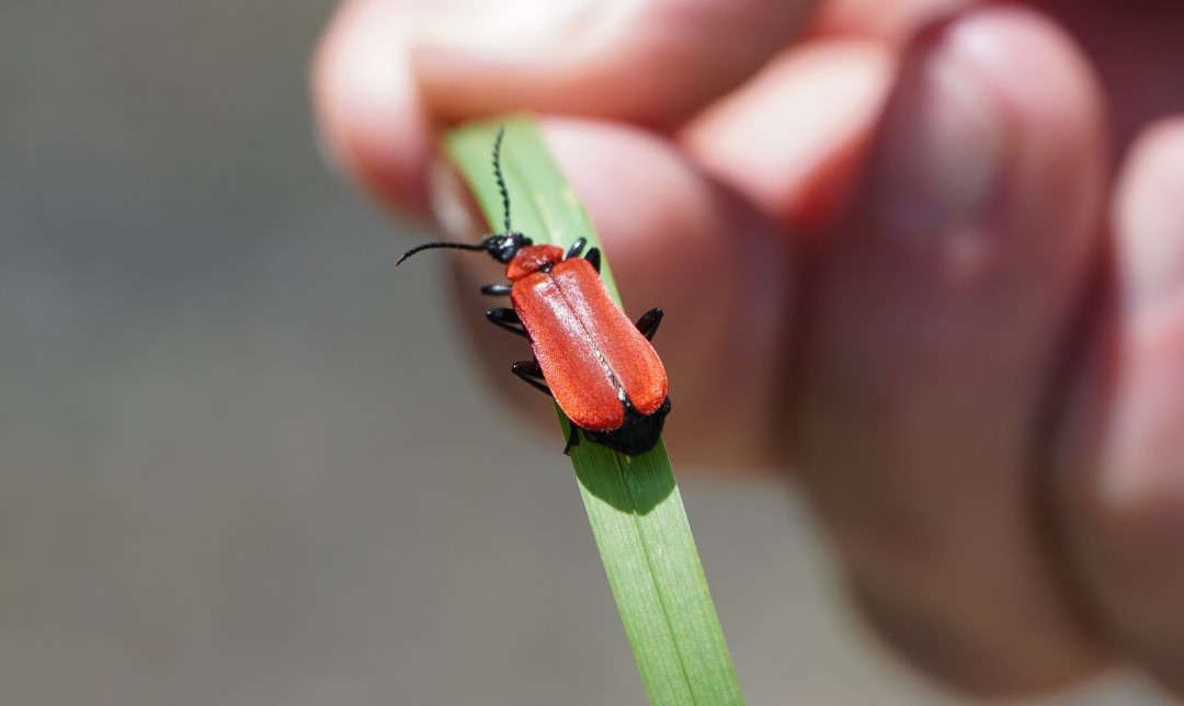 Biodiversità urbana, Siena nella top five italiana della City nature challenge