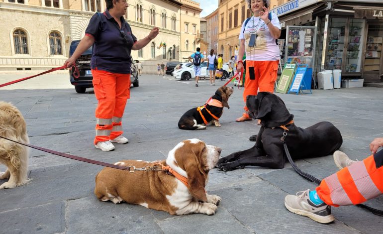 Oltre 9 anni di attività a servizio dei più fragili. La Pubblica Assistenza presenta le sue attività con i cani della “Comfort Dog”