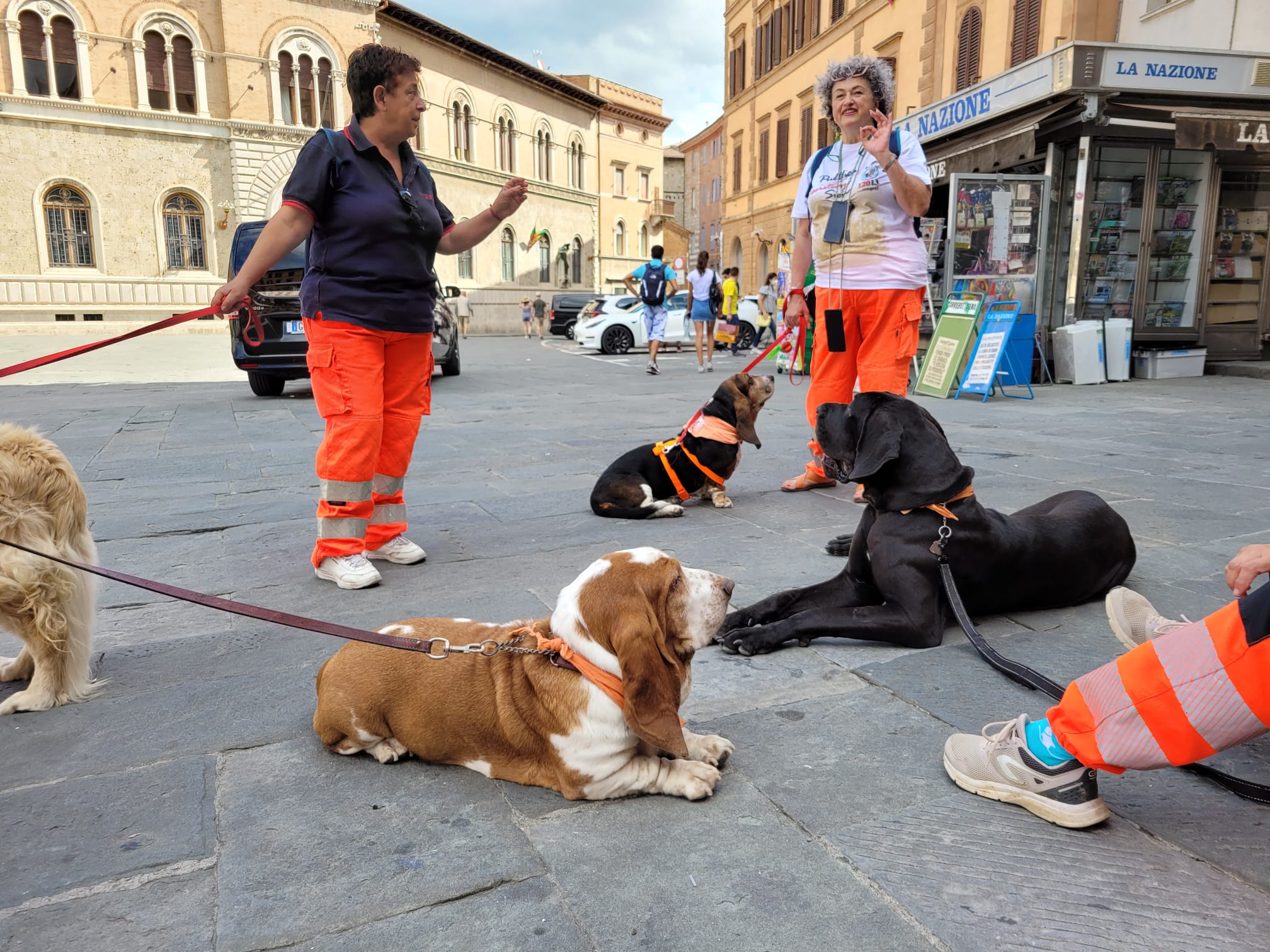 Oltre 9 anni di attività a servizio dei più fragili. La Pubblica Assistenza presenta le sue attività con i cani della “Comfort Dog”