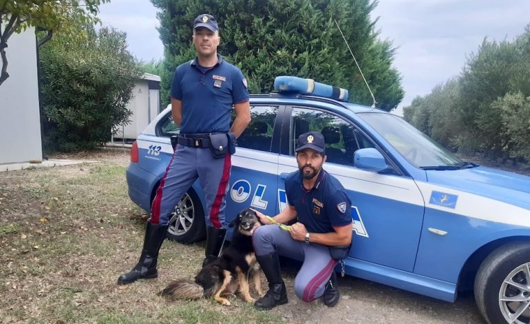 “Se non ti porto non parto”: lo spot della Polizia contro l’abbandono degli animali