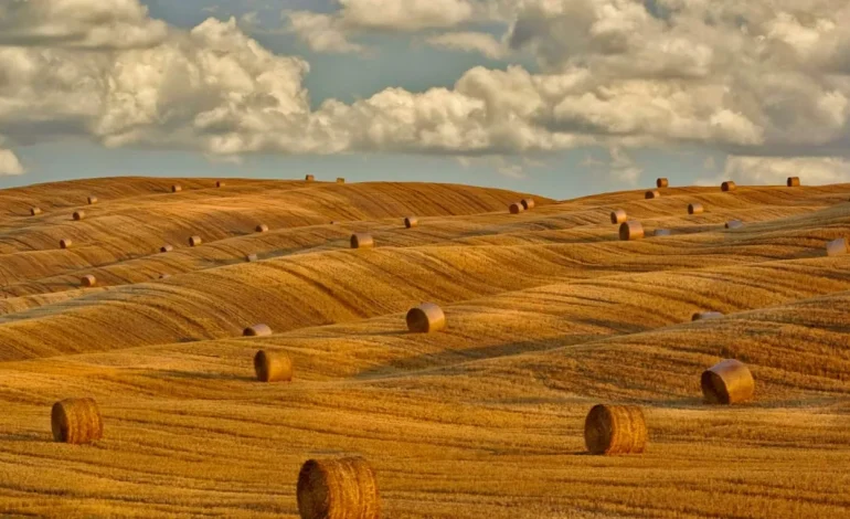 Caldo record, dalla Regione stop al lavoro agricolo tra le 12.30 e le 16 nei giorni a rischio