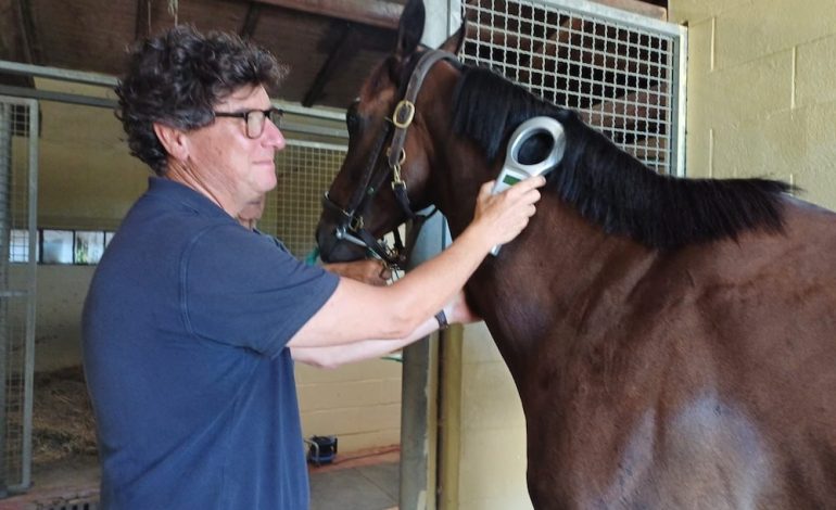 Palio dell’Assunta, l’impegno dei veterinari dell’Asl Tse