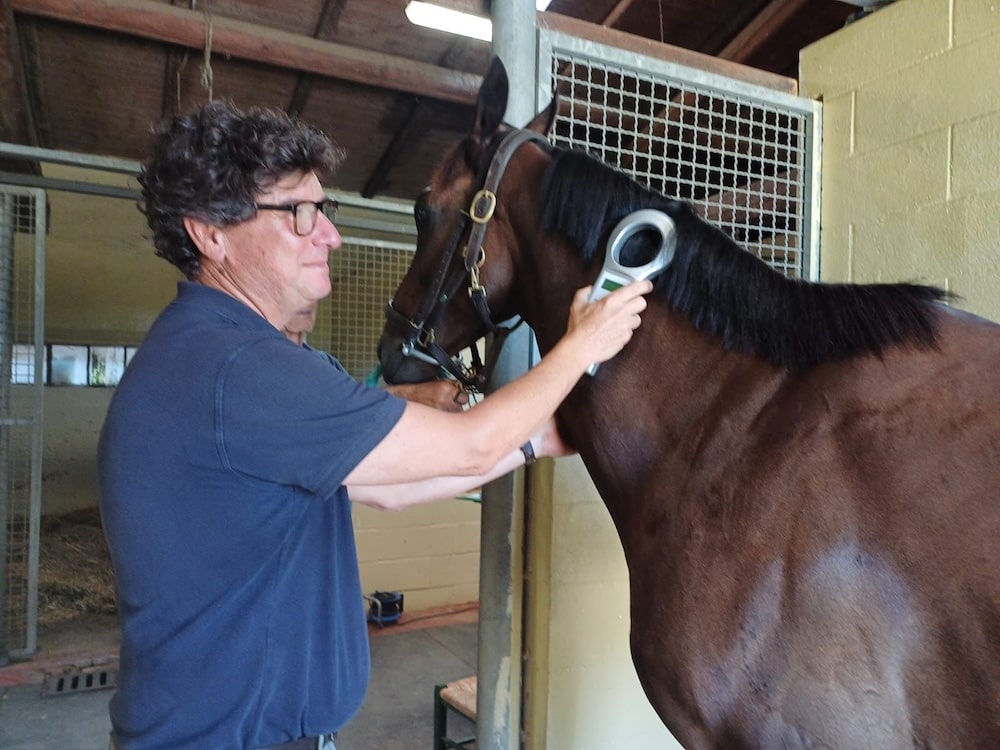 Palio dell’Assunta, l’impegno dei veterinari dell’Asl Tse