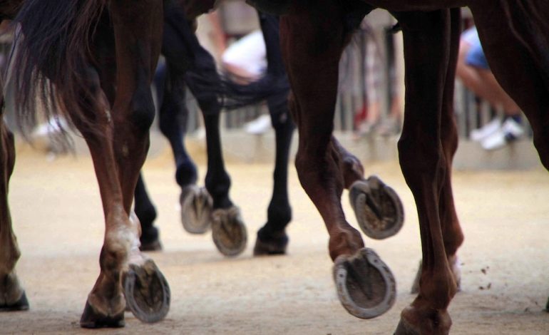 Palio, le proposte di sanzione: una carriera di squalifica per Velluto e Tamurè