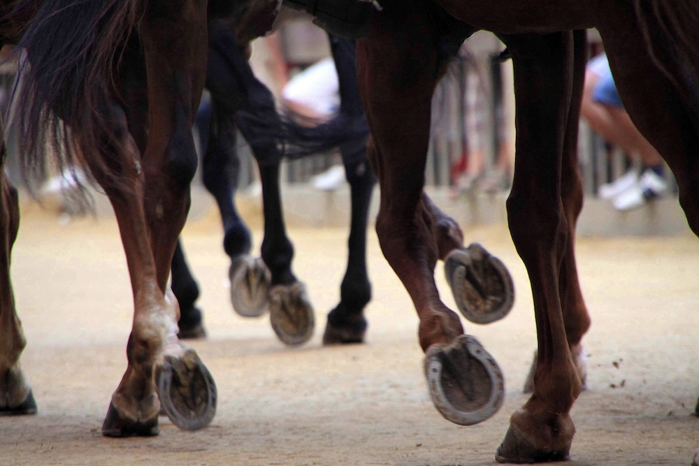 Palio, le proposte di sanzione: una carriera di squalifica per Velluto e Tamurè