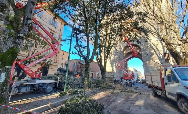 Potature di alberi, a Siena interventi durante tutto l’autunno. Si parte da Taverne d’Arbia e San Prospero