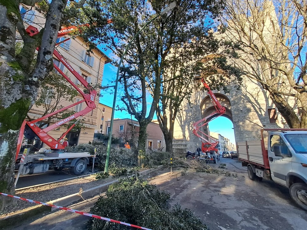 Potature di alberi, a Siena interventi durante tutto l’autunno. Si parte da Taverne d’Arbia e San Prospero