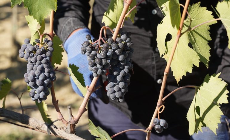 Montalcino: al via la vendemmia di Brunello in ottobre, non succedeva da anni. Bindocci: “Raccolto con migliori premesse per quantità e qualità