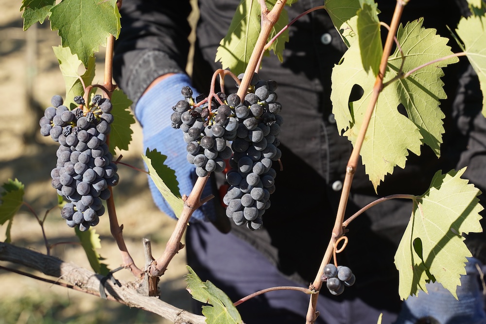 Montalcino: al via la vendemmia di Brunello in ottobre, non succedeva da anni. Bindocci: “Raccolto con migliori premesse per quantità e qualità