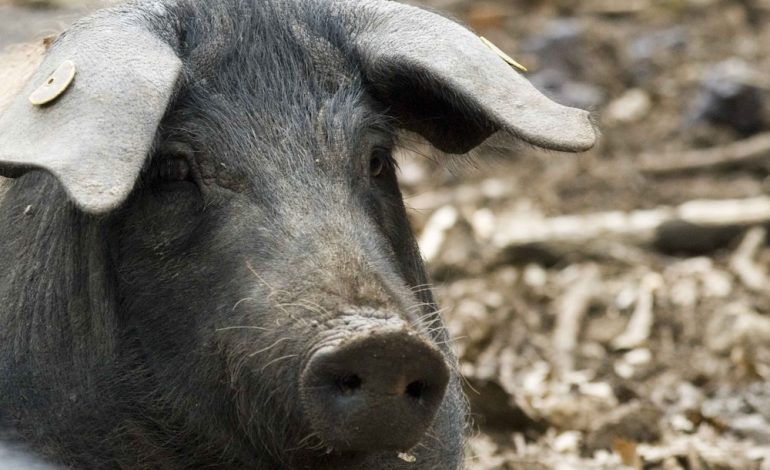 Una Festa per celebrare la Cinta Senese DOP, modello di filiera sostenibile e simbolo della cucina toscana a livello internazionale