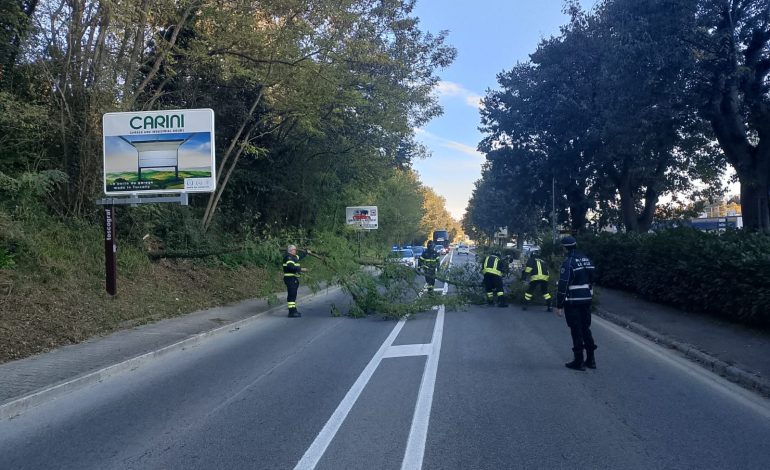 Albero cade in Viale Toselli, intervento dei Vigili del Fuoco