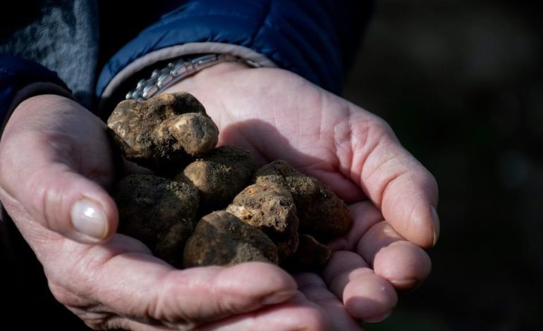 Asciano “Terra di Tartufi” per valorizzare la preziosa risorsa del tartufo bianco delle Crete Senesi