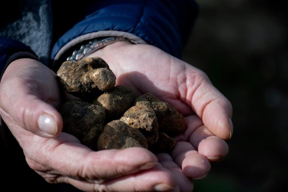 Asciano “Terra di Tartufi” per valorizzare la preziosa risorsa del tartufo bianco delle Crete Senesi