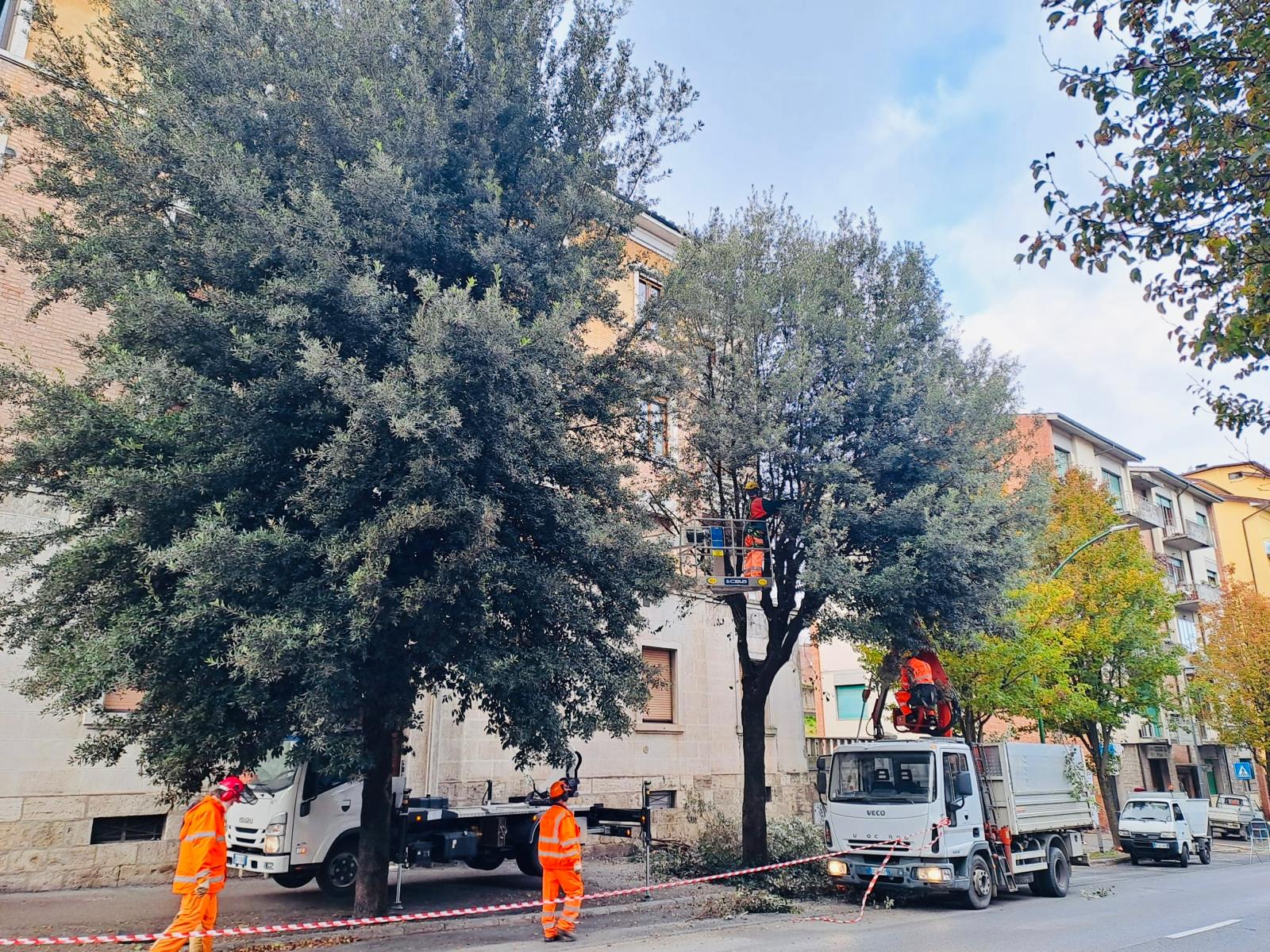 Potature di alberi, proseguono le operazioni in zona ospedale, via delle Province e San Prospero