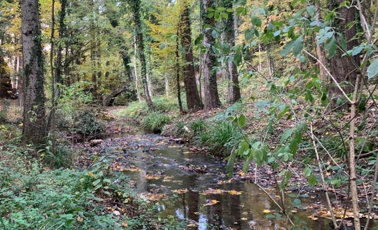 Consorzio 6 Toscana Sud: manutenzione ordinaria nel senese, rimossi alberi caduti nel torrente Vivo