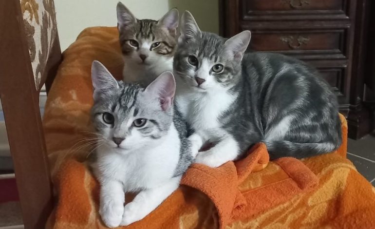 Cani e gatti negli ospedali, via libera (con regole precise) della Regione dopo il progetto pilota nell’Asl Sud Est