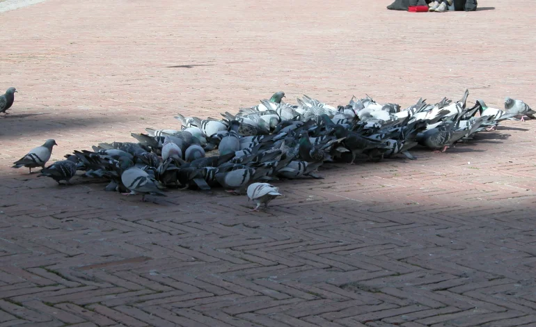 Piccioni nel centro storico di Siena, in due anni calo dell’87% grazie a mangime con antifecondativo e interventi di cattura